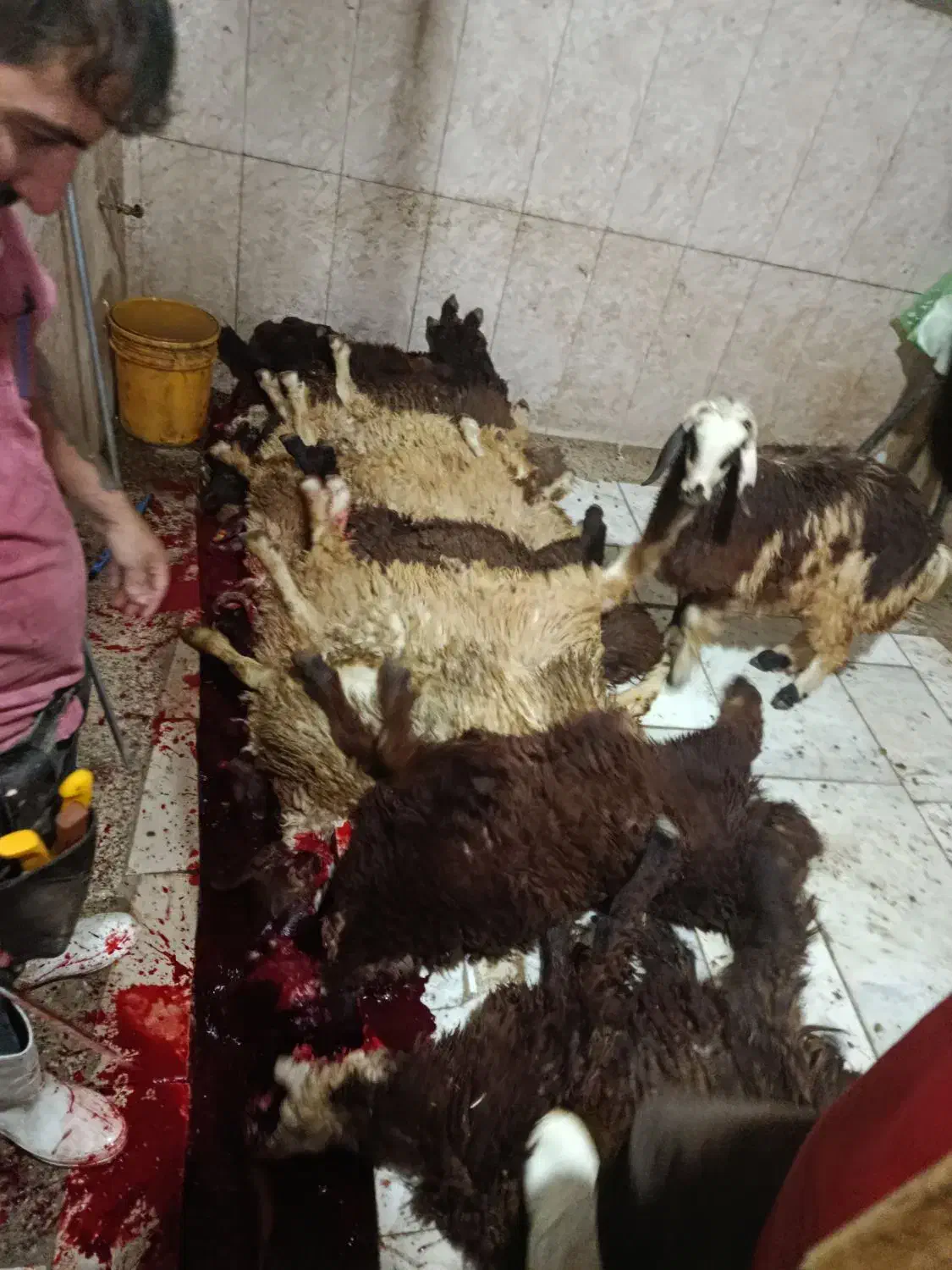 قصاب با گوسفندزنده|حیوانات مزرعه|رباطکریم, رباطکریم|دیوار