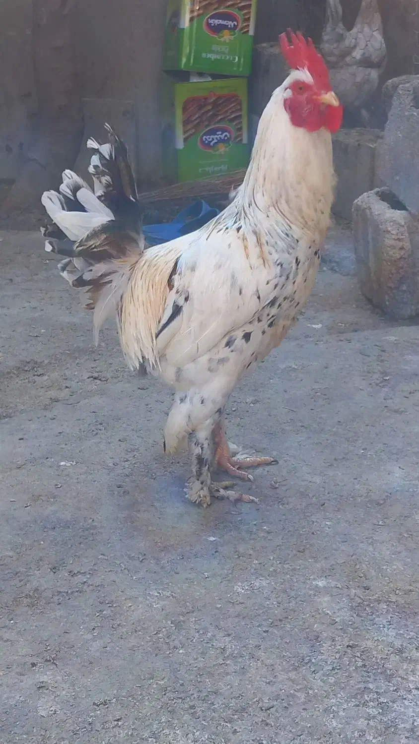 خروس محلی|حیوانات مزرعه|دهدشت, |دیوار