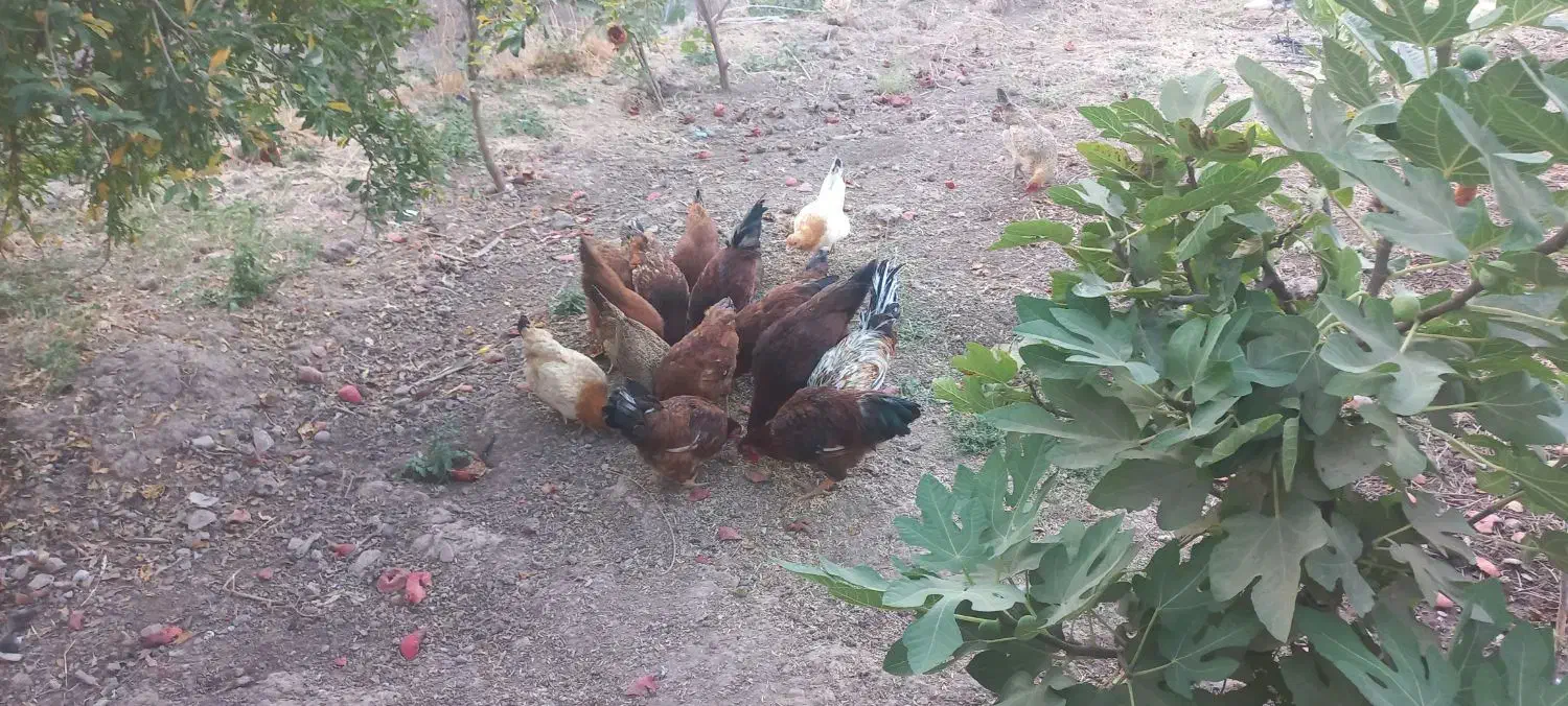 ۵عدد خروس|حیوانات مزرعه|سرپل ذهاب, |دیوار