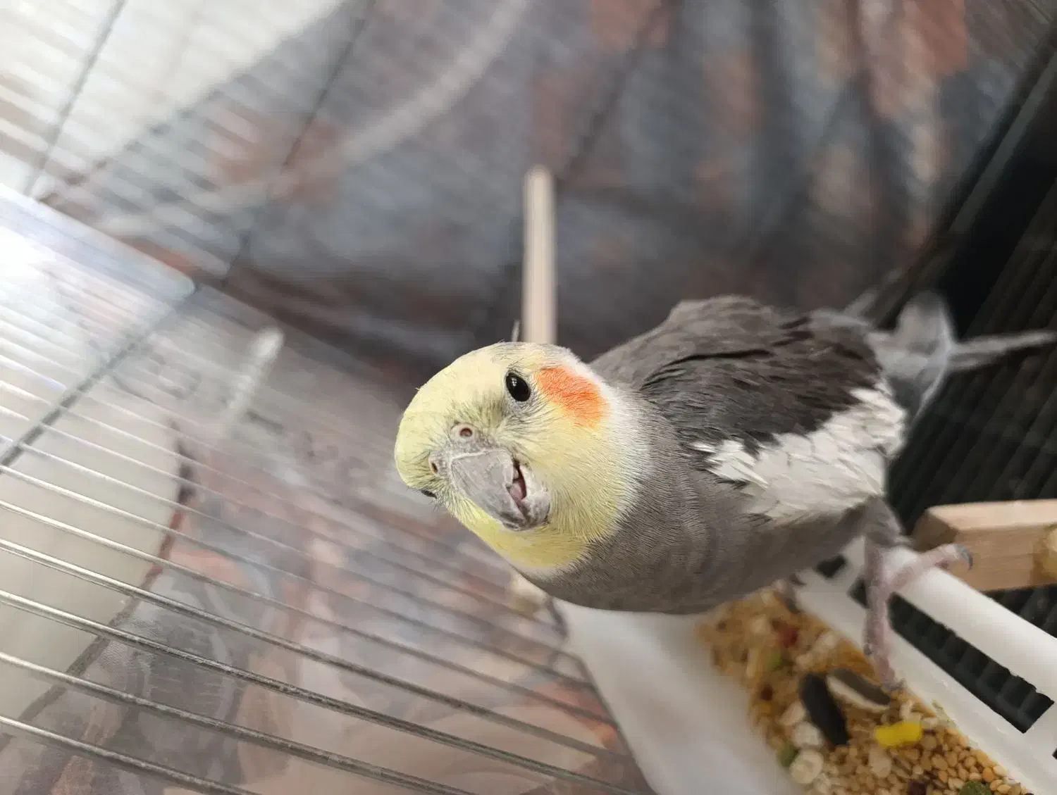 عروس هلندی نر|پرنده|فلاورجان, |دیوار