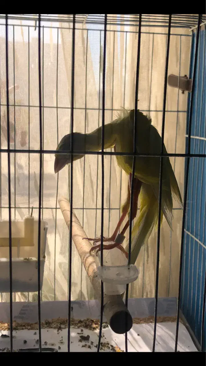 قناری جیبر سوپر رسمی|پرنده|قزوین, |دیوار