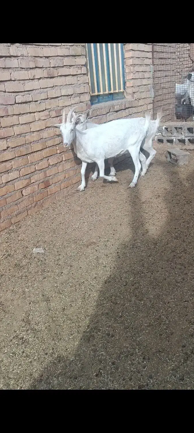 بز سانن اصیل وپرشیر چندقلو زا|حیوانات مزرعه|پائین جام, |دیوار
