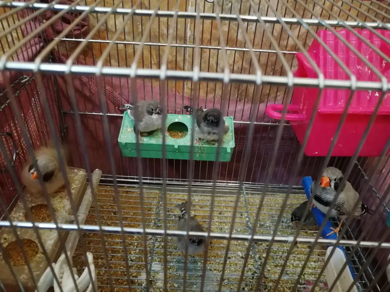 فنچ لپ سیاه معاوضه فقط با ماده قناری اماده|پرنده|شهرکرد, |دیوار