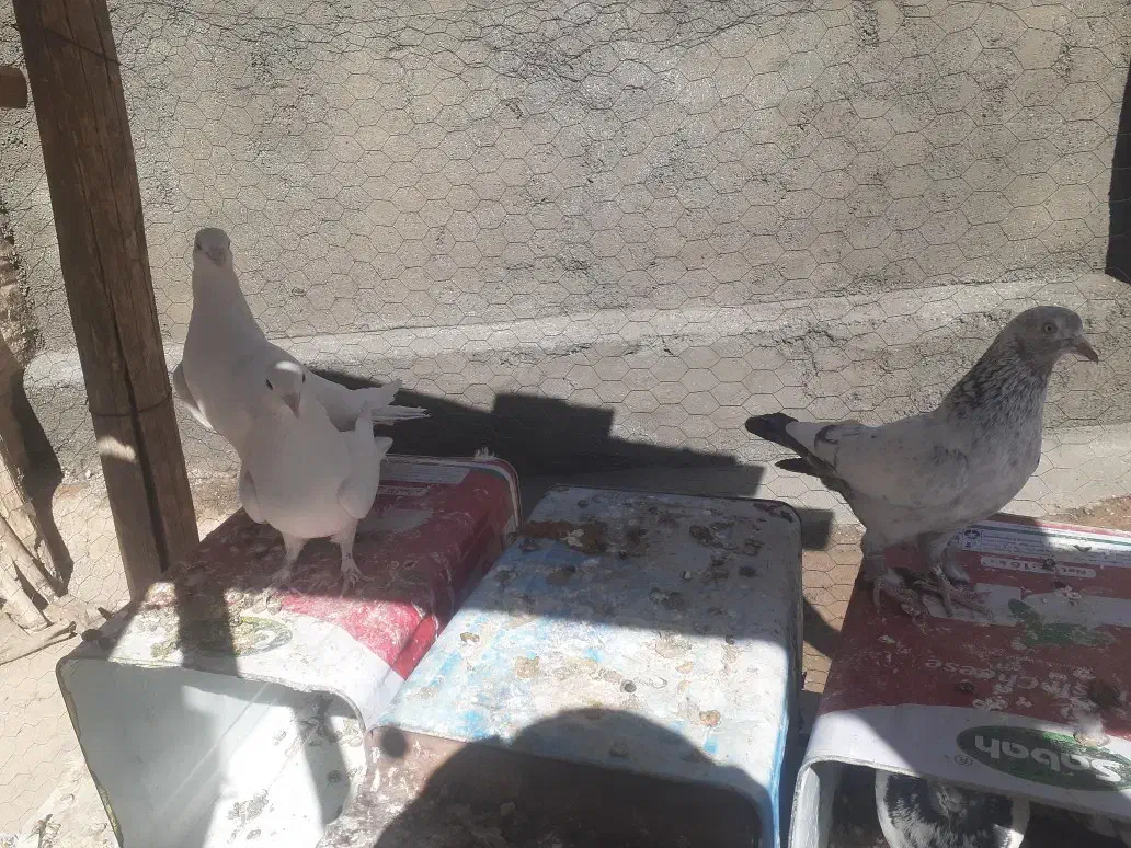 کبوتر فروشی|پرنده|فارسان, |دیوار