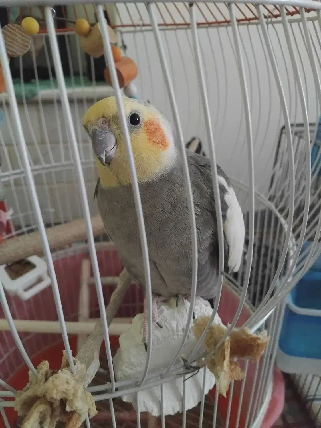 سالمه وسرحاله|پرنده|رشت, حومه رشت|دیوار