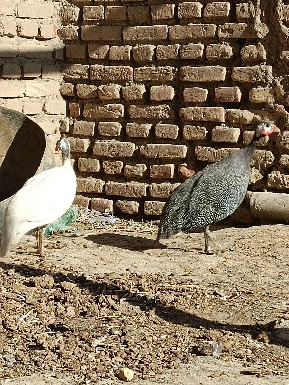 مرغ شاخدار|حیوانات مزرعه|سبزوار, رباط|دیوار