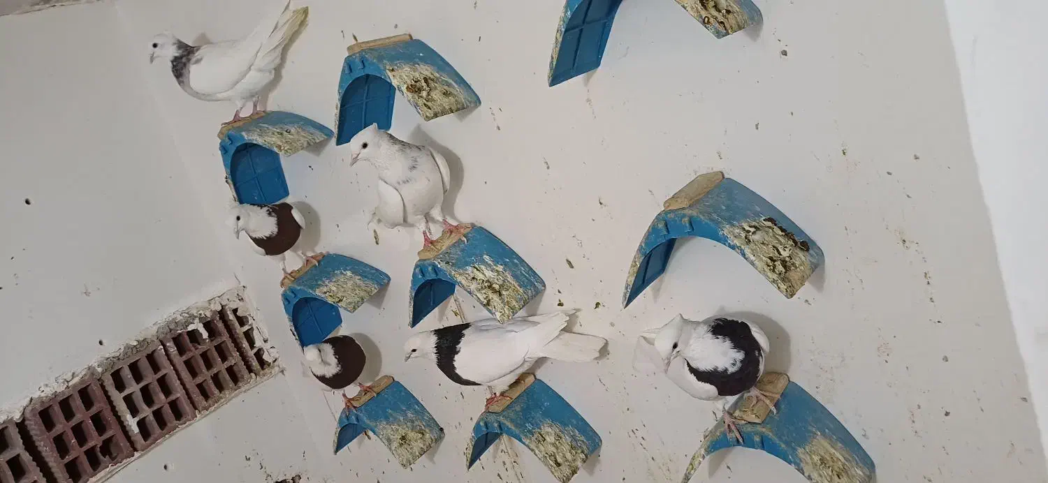 کفتر طوقی|پرنده|طبس, |دیوار