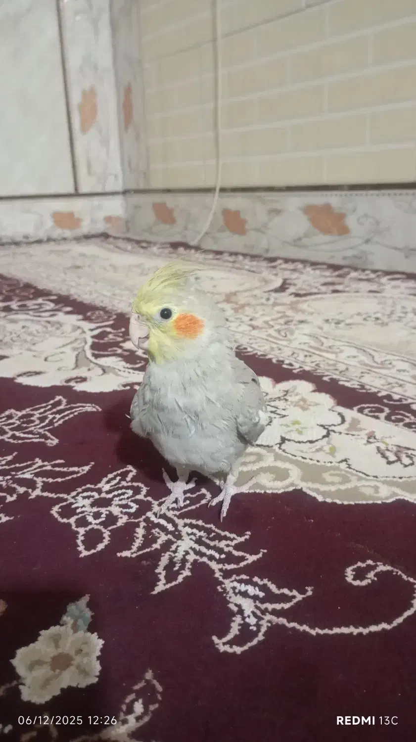 عروس هلندی دستی|پرنده|نیمروز, |دیوار