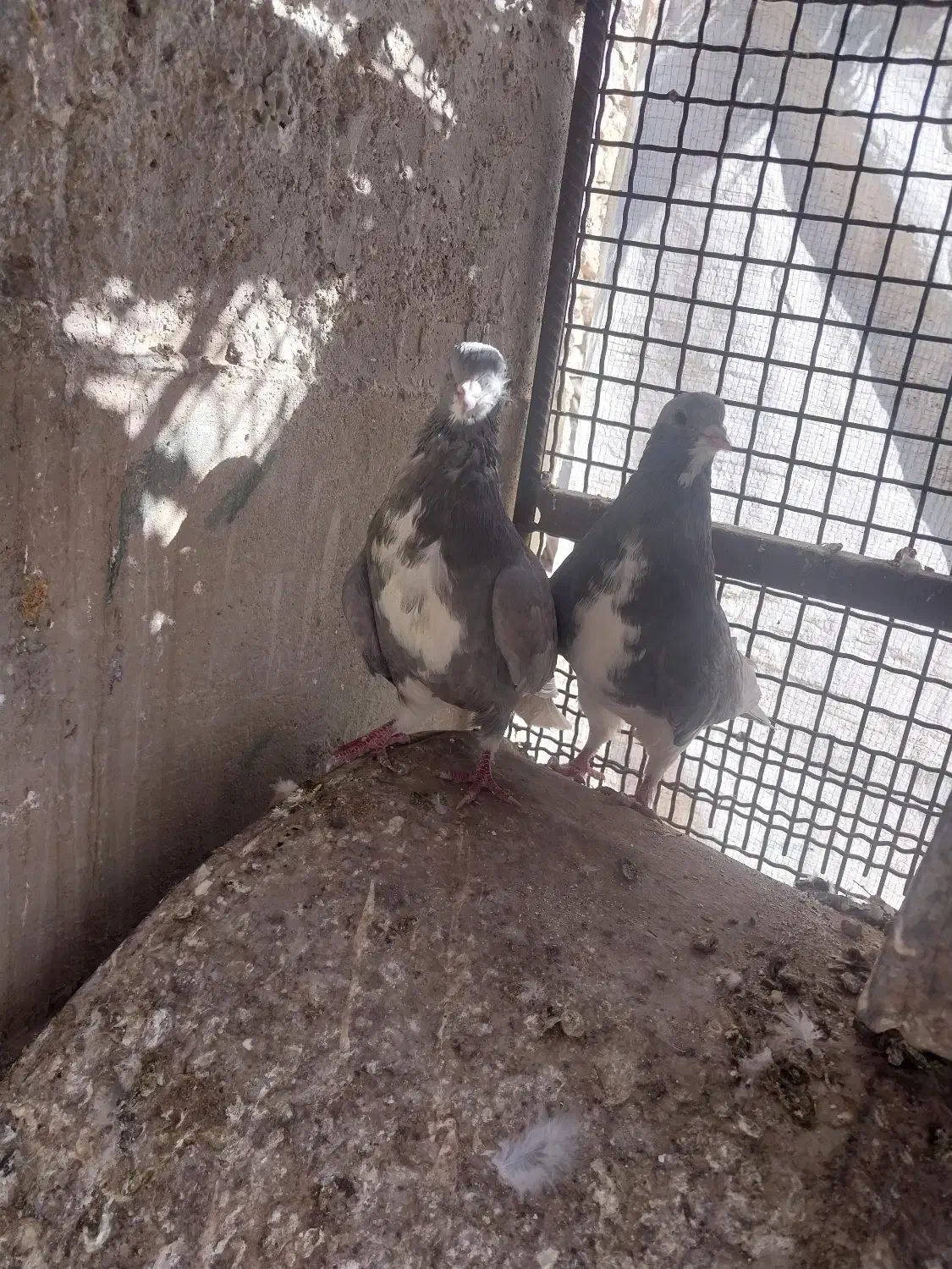 خوشرنگ الماسی یال چپ سبز پرشی پلاکی|پرنده|کوه چنار, |دیوار