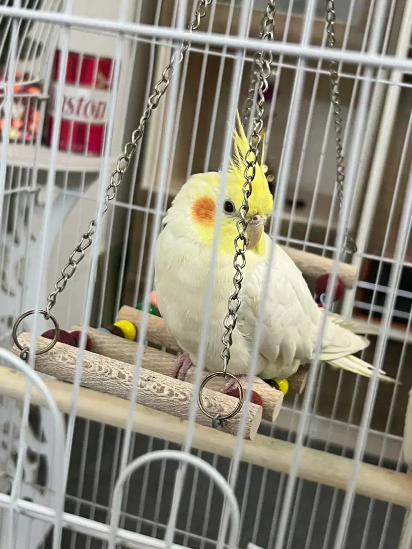 عروس هلندی|پرنده|ری, علایین|دیوار