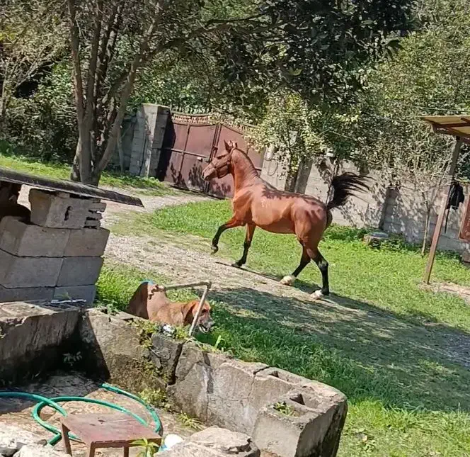 اسب ۵ سال|اسب و تجهیزات اسبسواری|ضیابر, |دیوار