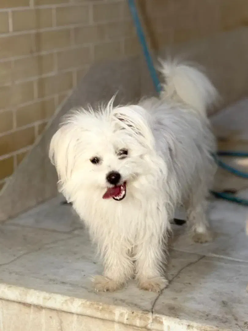 سگ پامراشپیتز|سگ|کاشان, باغ ماجد|دیوار