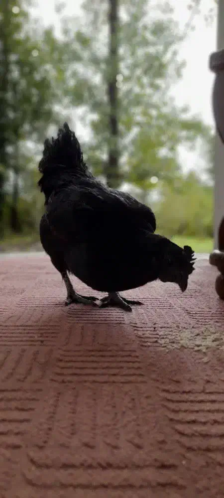 مرغ ایام|حیوانات مزرعه|تهران, هفده شهریور|دیوار