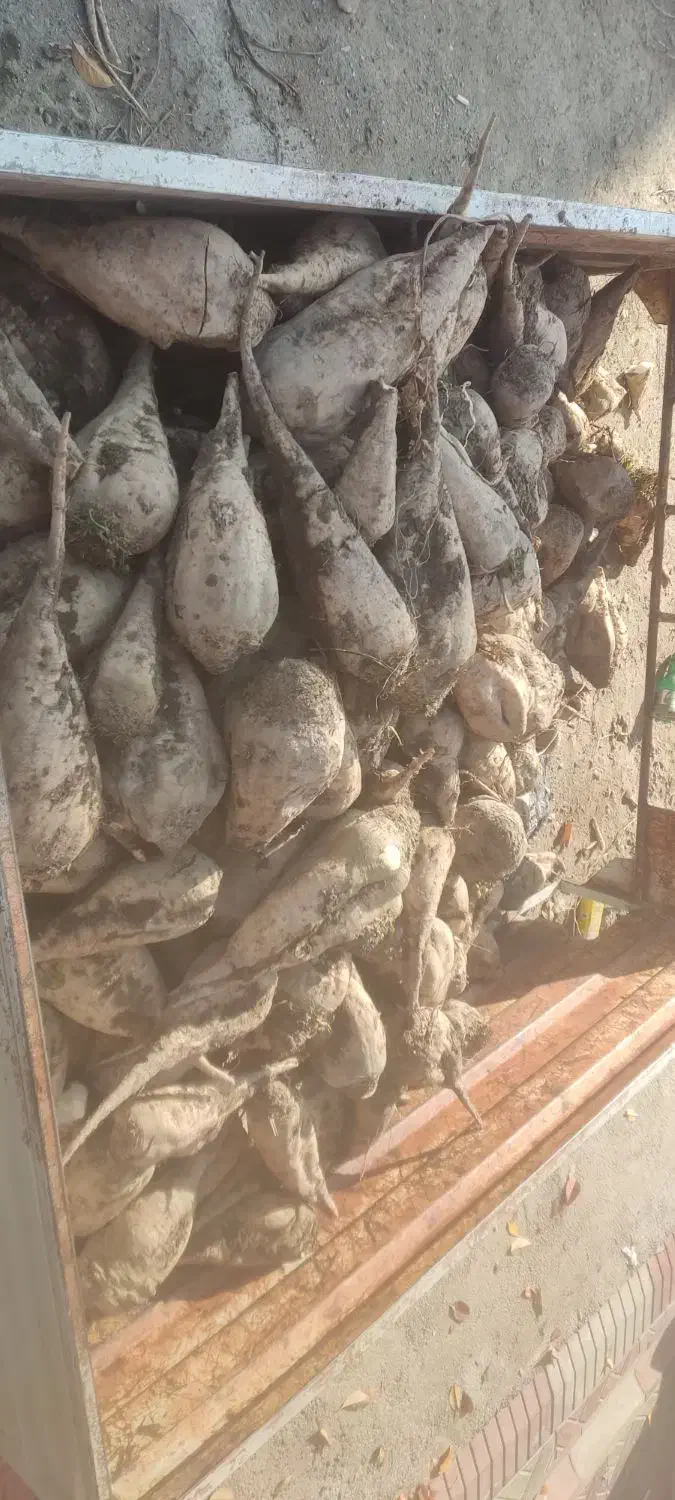 چغندر|عمده‌فروشی|سلماس, |دیوار