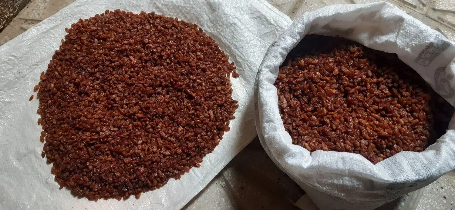 کله افتابی|خوردنی و آشامیدنی|بردسکن, |دیوار