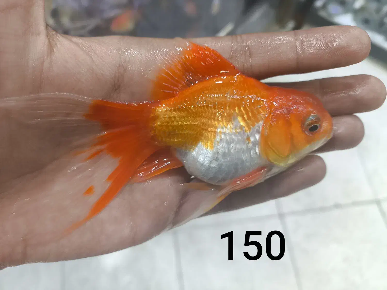 گلدفیش سوپر|ماهی|مشهد, عامل|دیوار