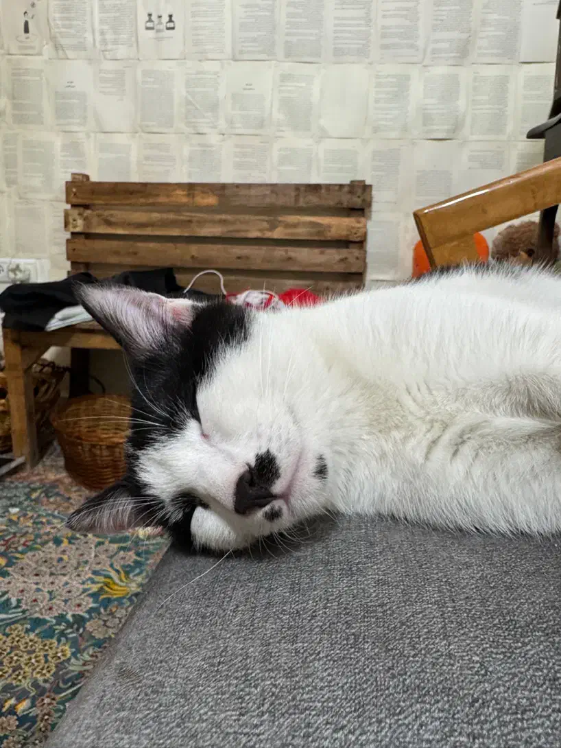 واگذاری گربه فوری پوارو|گربه|مشکیندشت, |دیوار