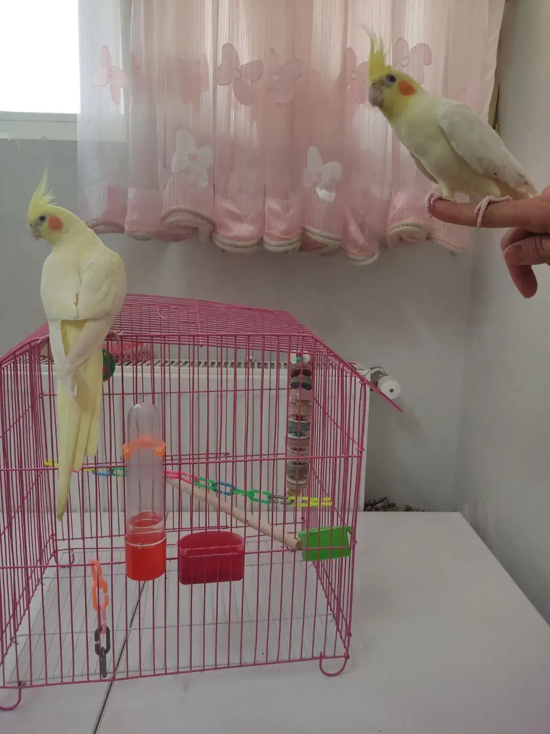 عروس هلندی (لوتینو )|پرنده|قم, بنیاد|دیوار