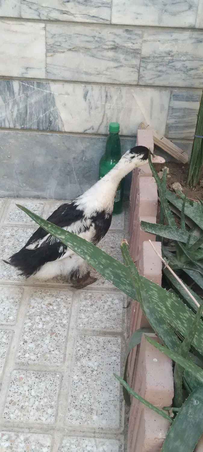 اردک|حیوانات مزرعه|اسلام‌شهر, شهرک توحید|دیوار