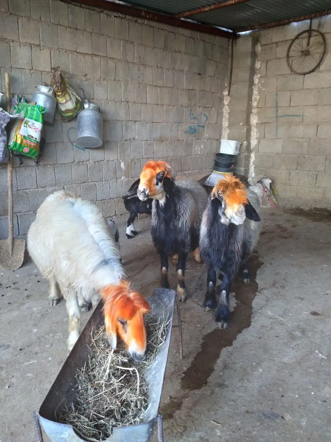 میش و بره|حیوانات مزرعه|شوشتر, |دیوار