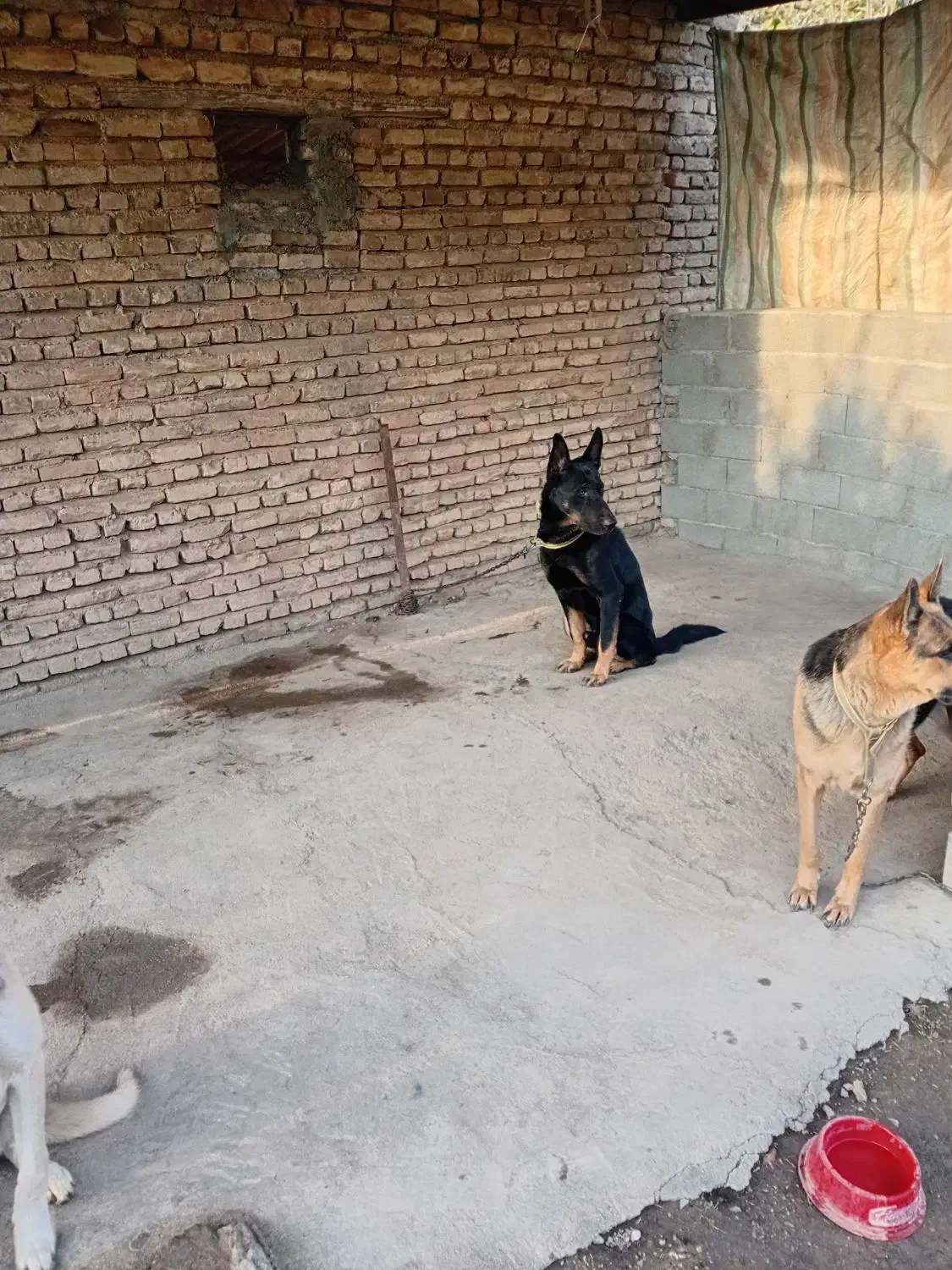 ژرمن دوبرمن|سگ|گالیکش, |دیوار