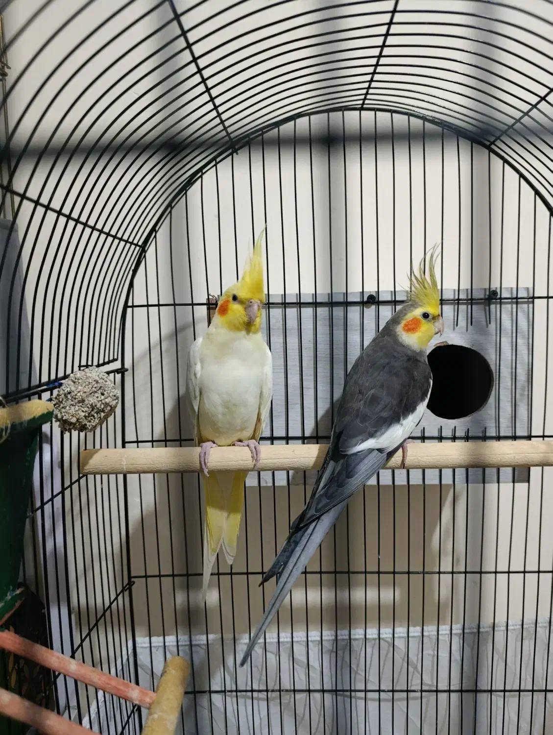 عروس هلندی جفت|پرنده|زنجان, |دیوار