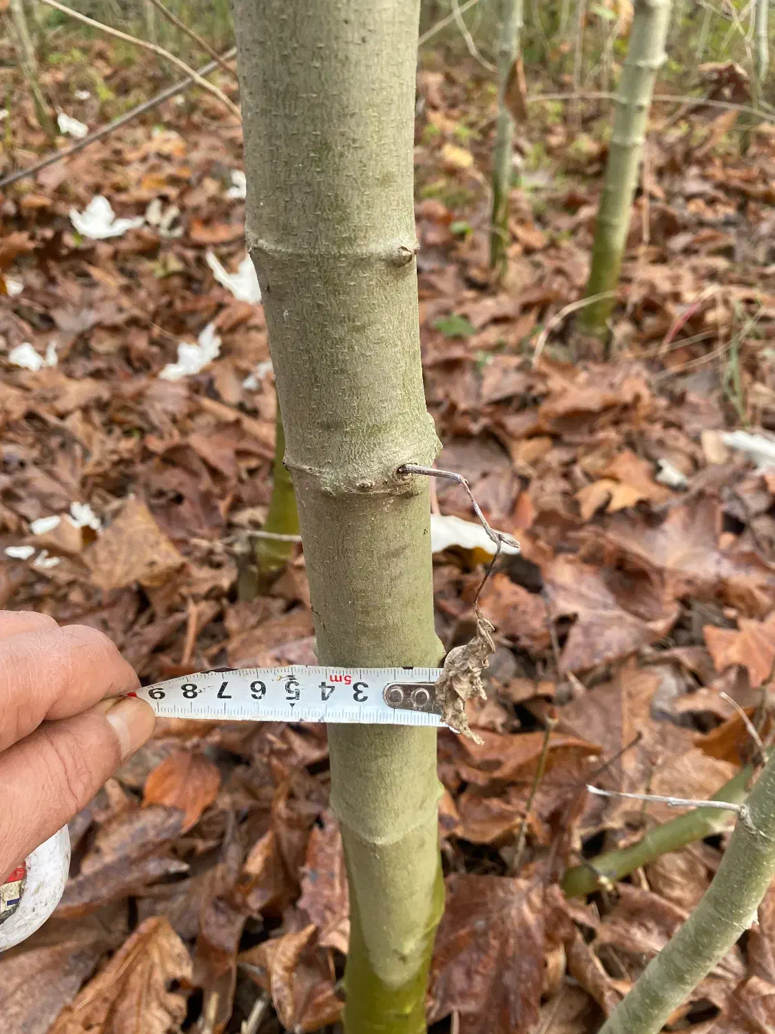 فروش نهال چنار|خدمات باغبانی و درختکاری|کردکوی, |دیوار