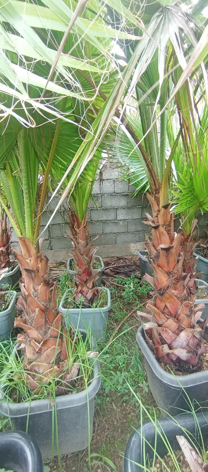 پالم واشنگتنی|گل و گیاه طبیعی|رودسر, |دیوار