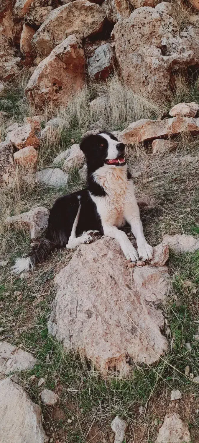 سگ قدریجان|سگ|شباب, |دیوار