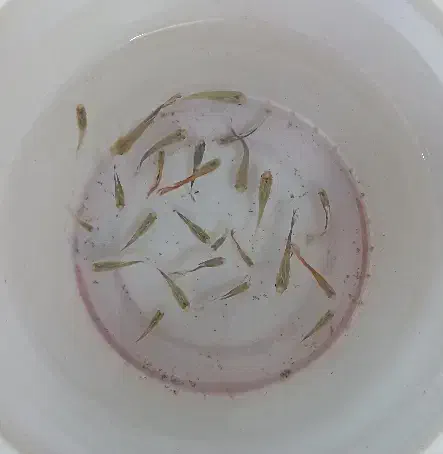 ماهی گوپی کاشمر|ماهی|کاشمر, |دیوار