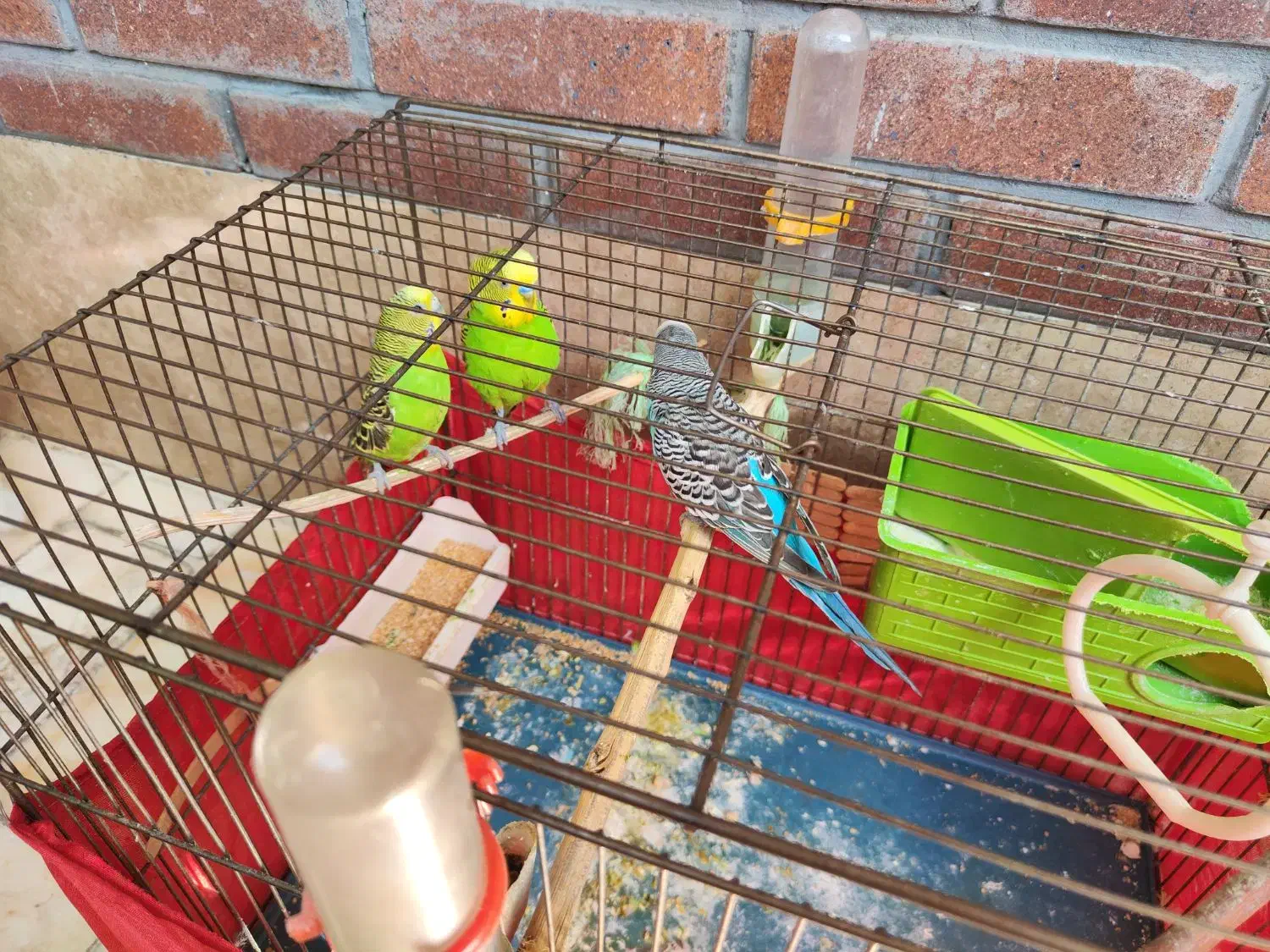 سه تا مرغ عشق زیبا|پرنده|تهران, سبلان (لشگر)|دیوار