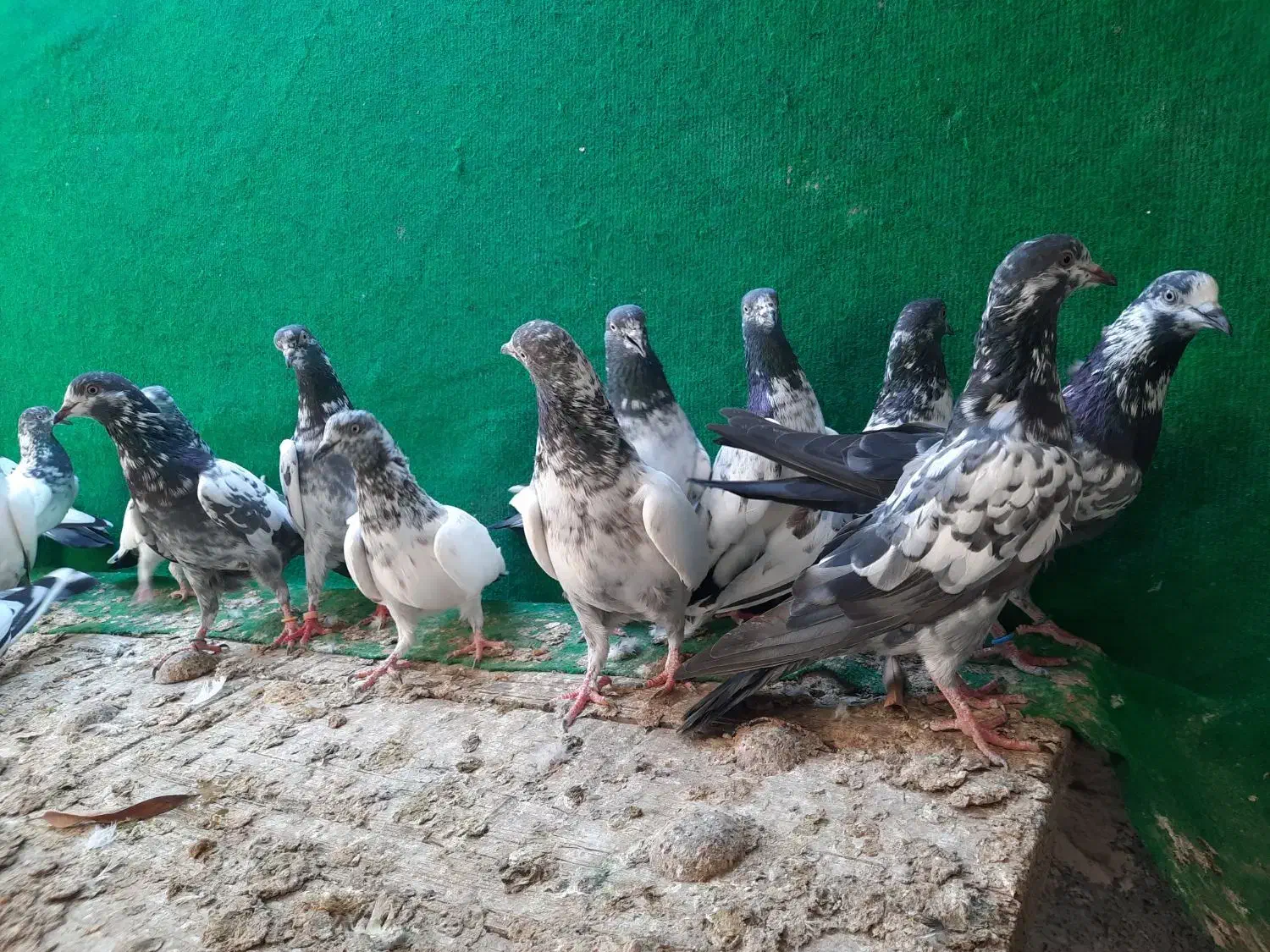 فروش جمله انواع کبوتر پاکستانی و ایرانی|پرنده|میناب, |دیوار