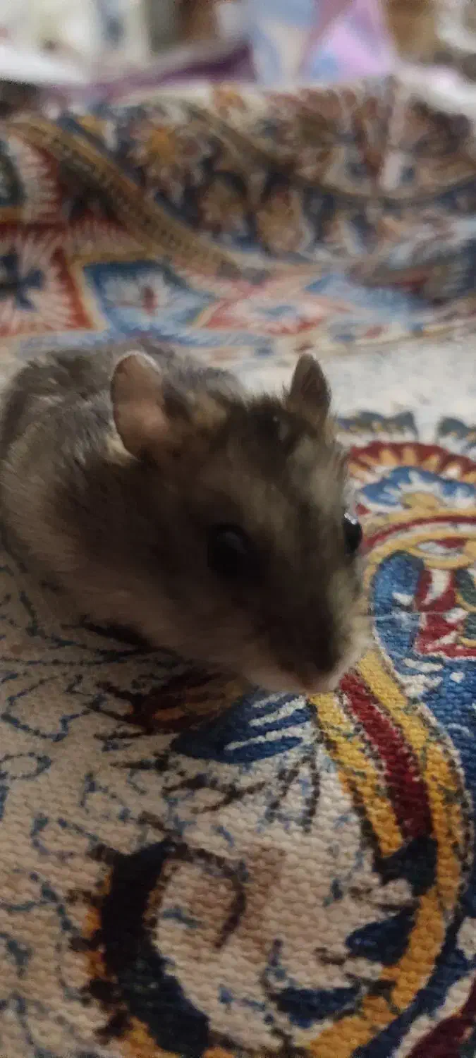 همستر|موش و خرگوش|پردیس, فاز ۸|دیوار