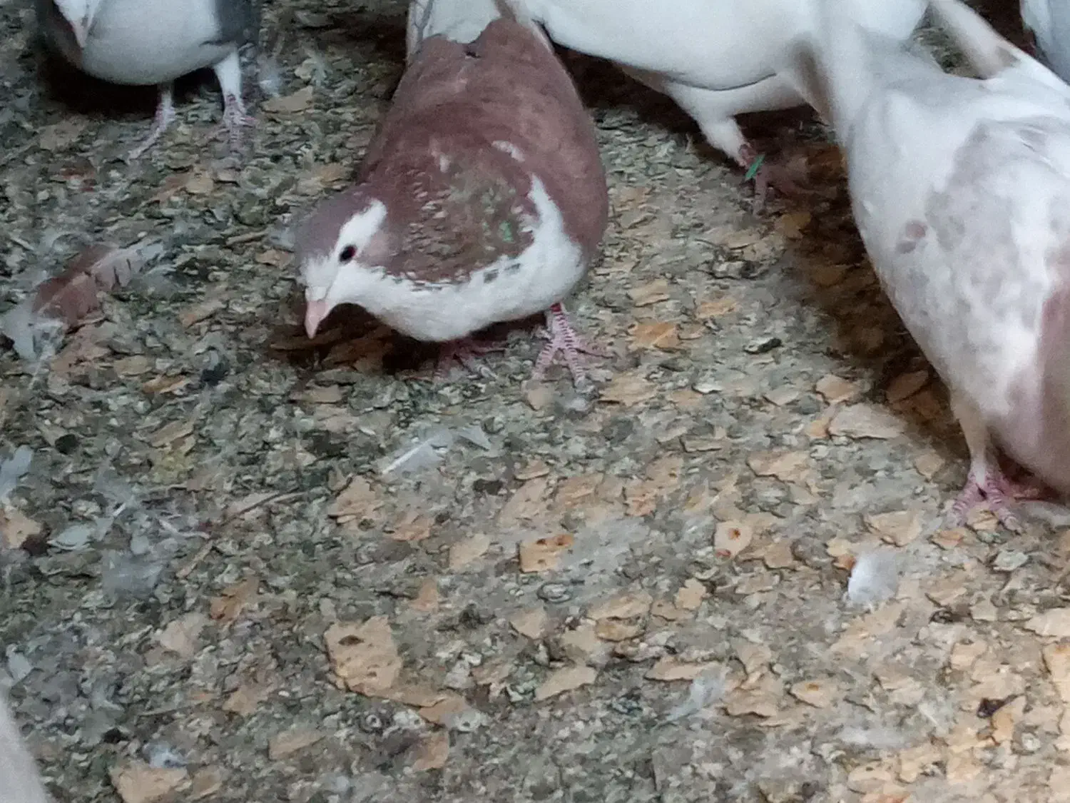 ماده خوشرنگ|پرنده|خمینیشهر, |دیوار