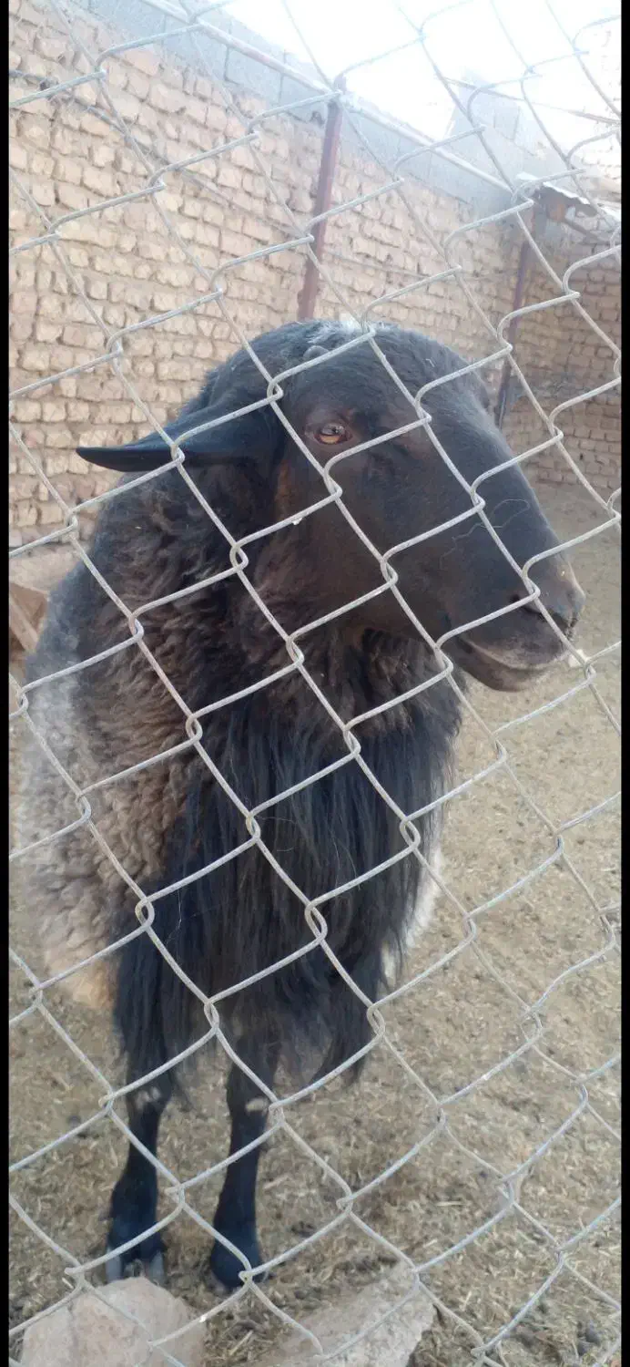 فروش نر نژاد رومانوف|حیوانات مزرعه|بسطام, |دیوار