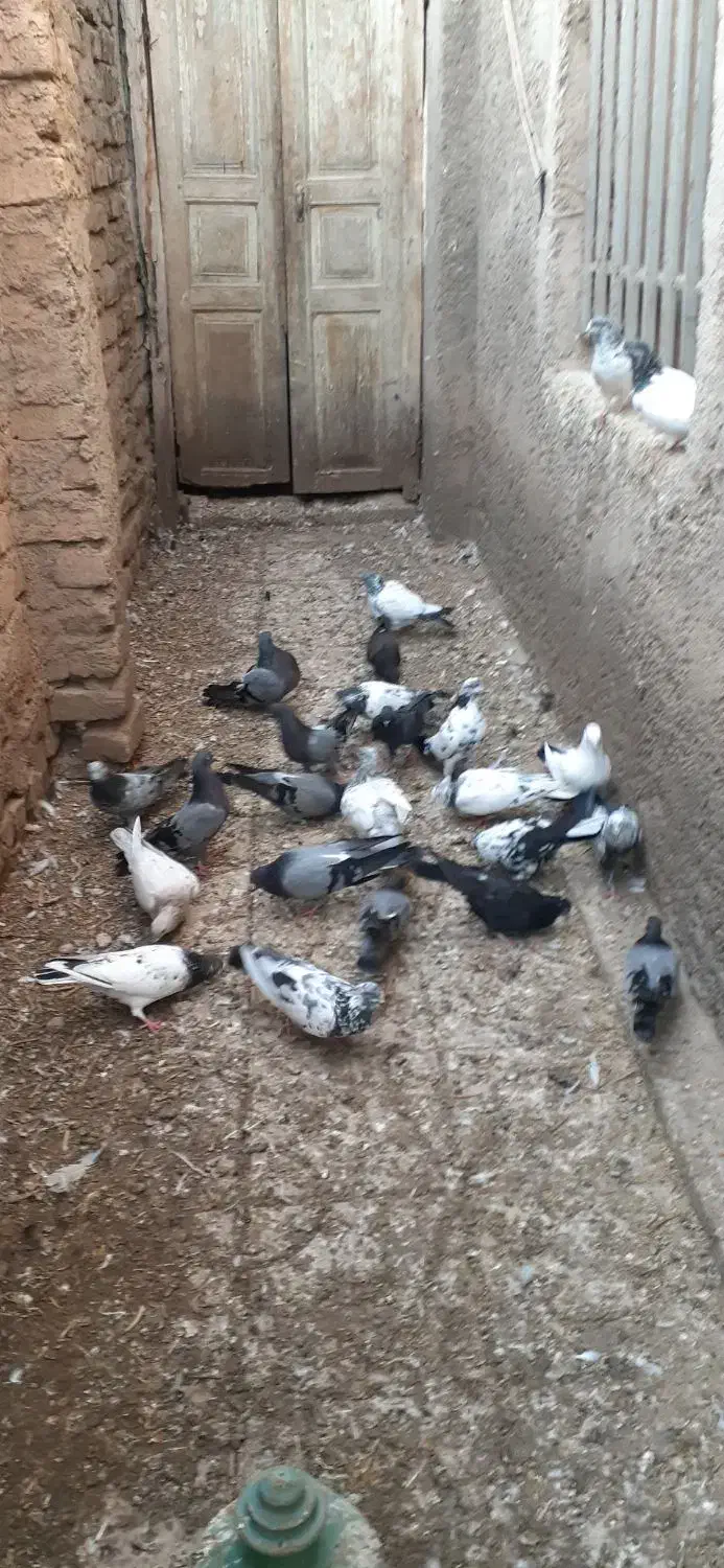کبوتر|پرنده|منجیل, |دیوار