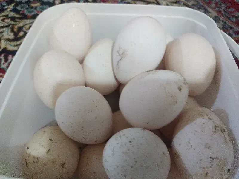 تخم بوقلمون محلی نطفه دار|حیوانات مزرعه|تیمور آباد, |دیوار