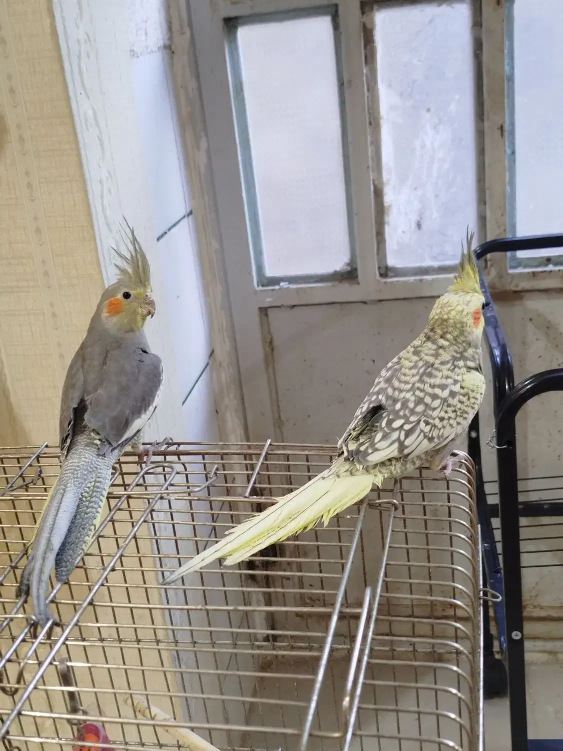 عروس هلندی آرام|پرنده|بافق, |دیوار