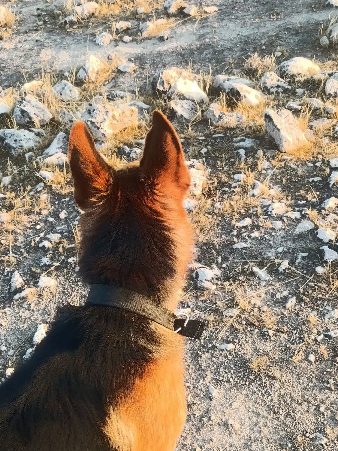 سگ جرمن|سگ|شیراز, شهرک ولیعصر|دیوار