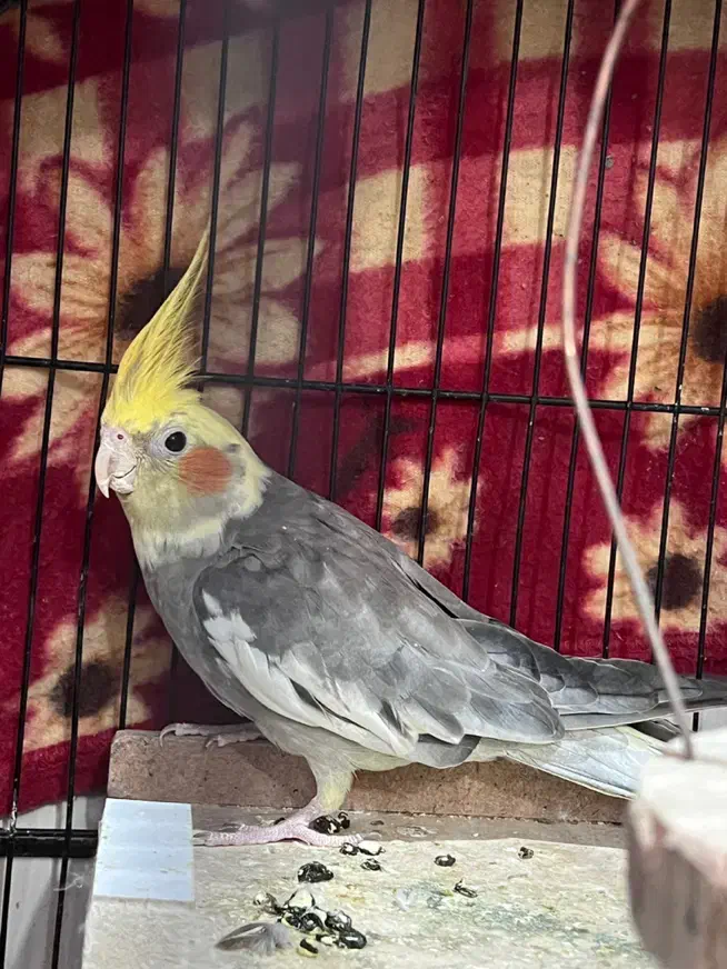 عروس نر و ماده|پرنده|بهبهان, |دیوار