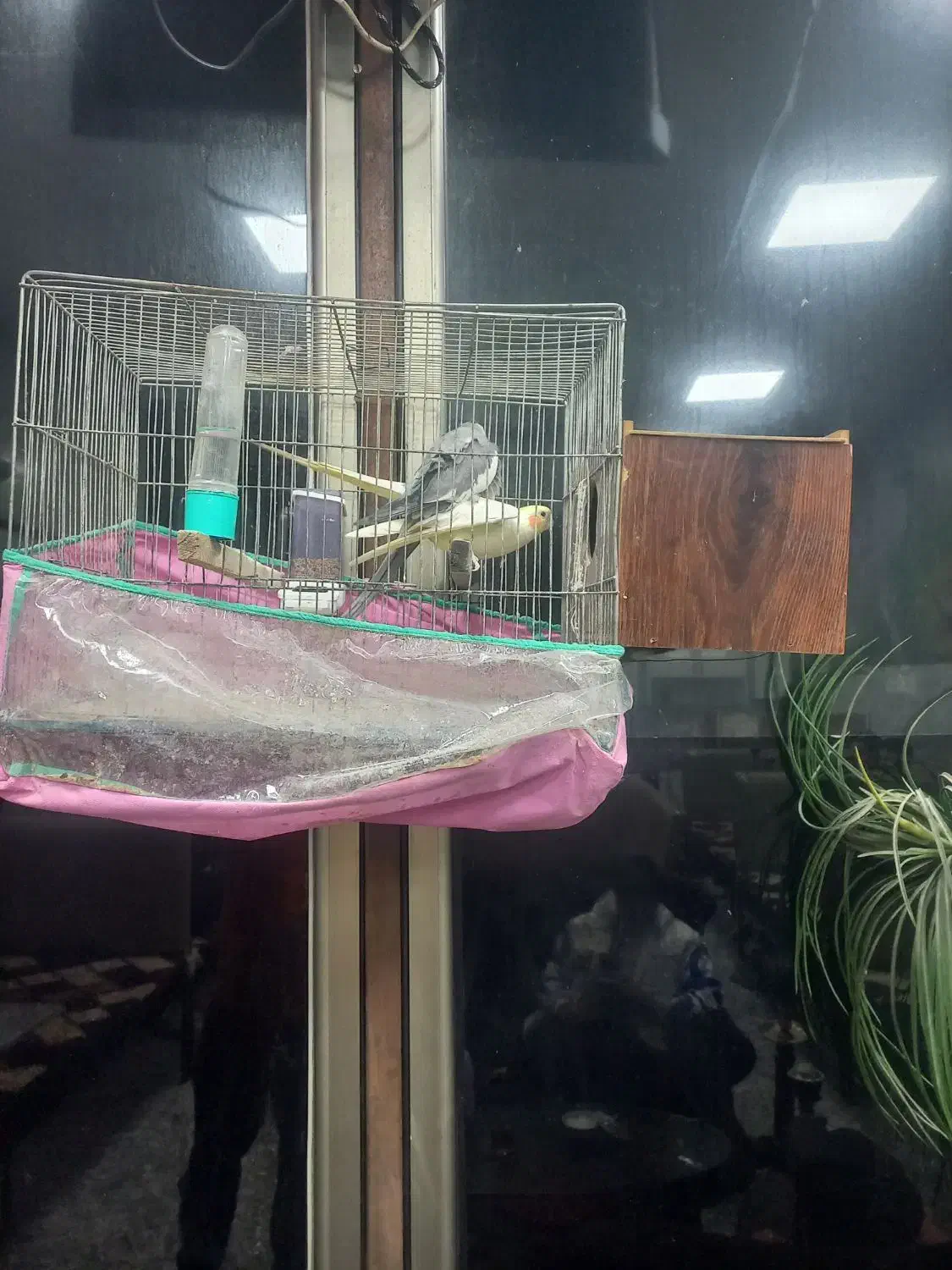 عروس هلندی|پرنده|اردبیل, |دیوار