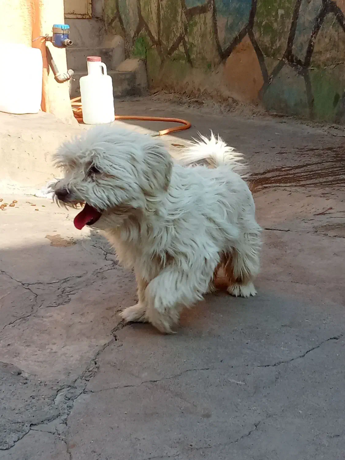 با عروس هلندی معاوضه میکنم|سگ|مسجد سلیمان, |دیوار