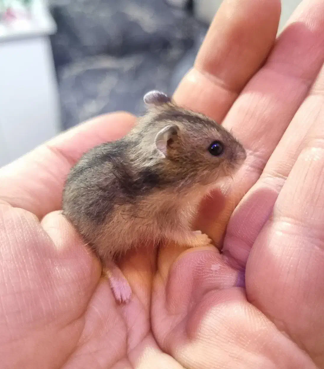 همستر  اهلی و نژاد باهوش ( بهترین نژاد همستر)|موش و خرگوش|اراک, |دیوار