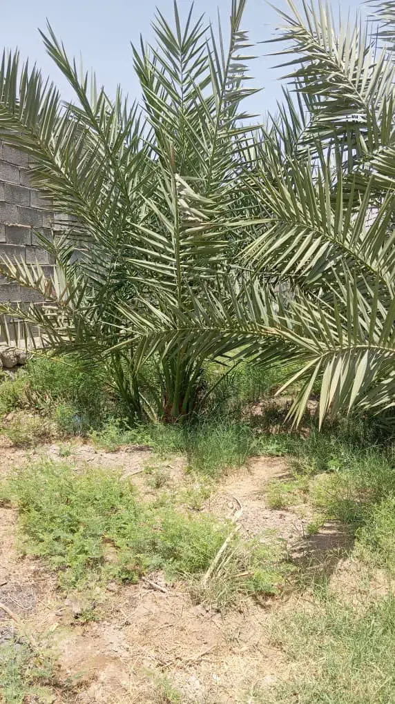 درخت نخل پیارم ۴ ساله و پاجوش زاهدی|خدمات باغبانی و درختکاری|بندرعباس, |دیوار