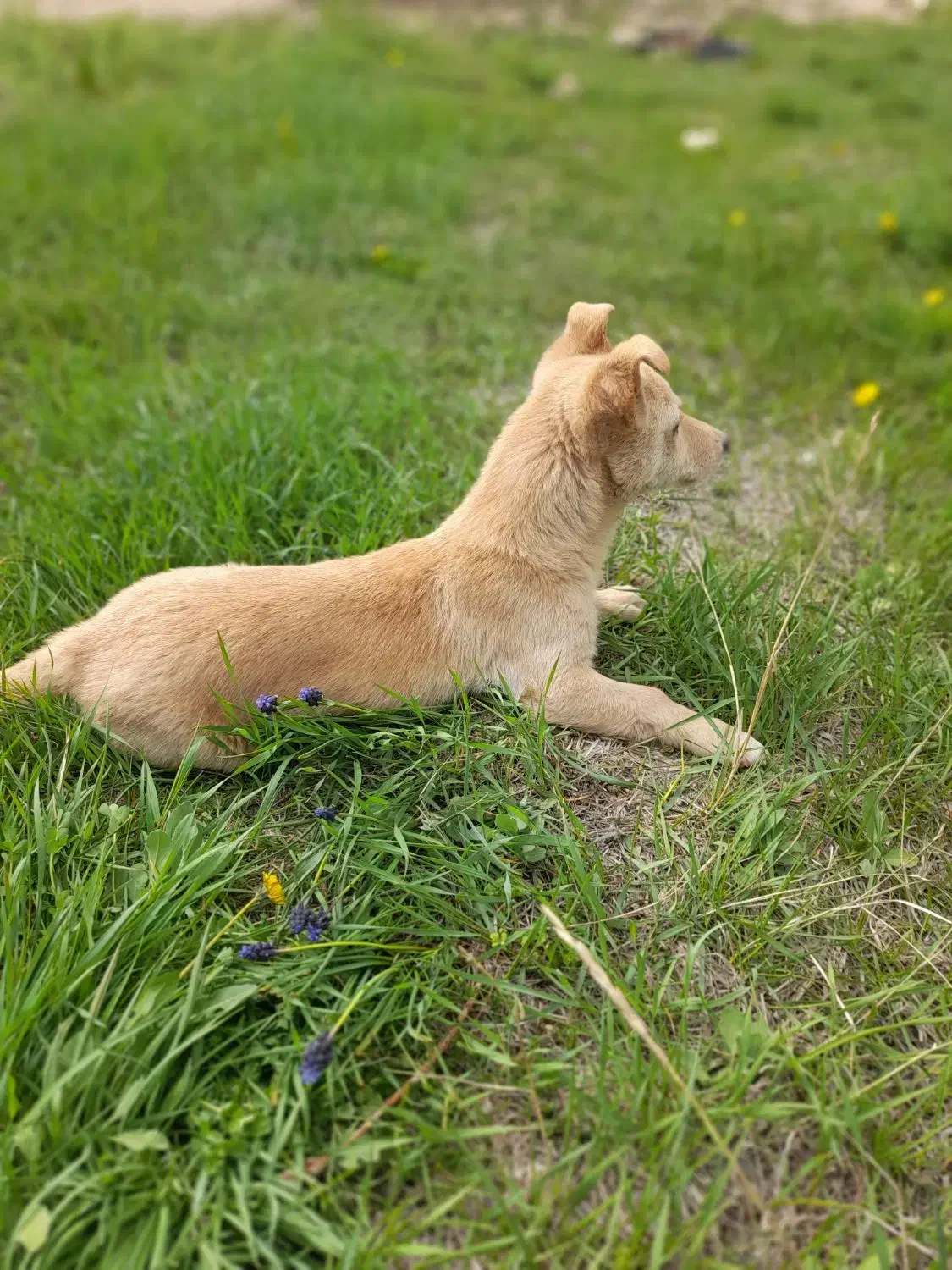 گوش تیز|سگ|اسفراین, |دیوار