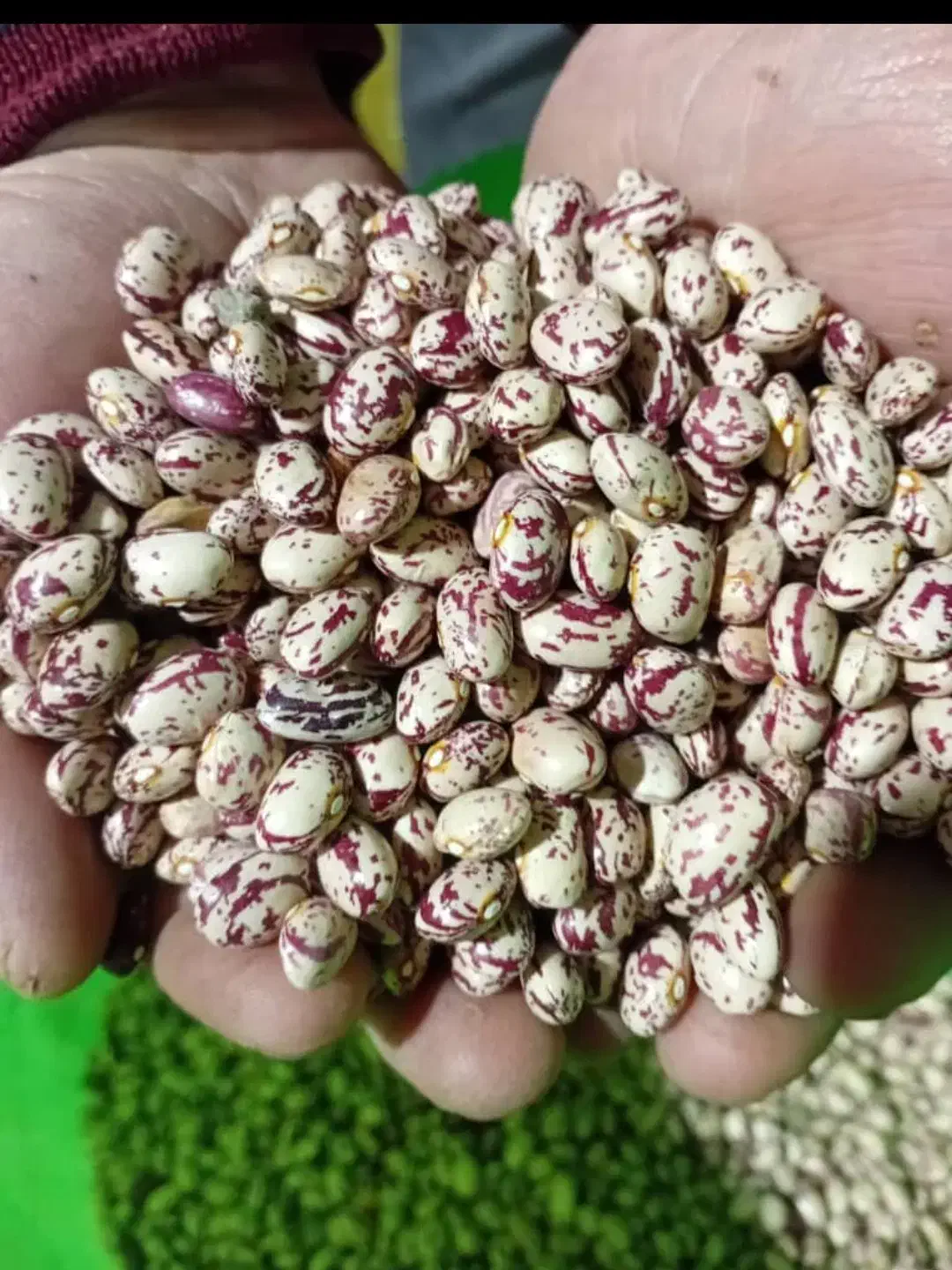 فروش لوبیا چیتی ،سفیدتخمه کدوعسل محلی آذربایجان|عمدهفروشی|اسلامشهر, مطهری|دیوار