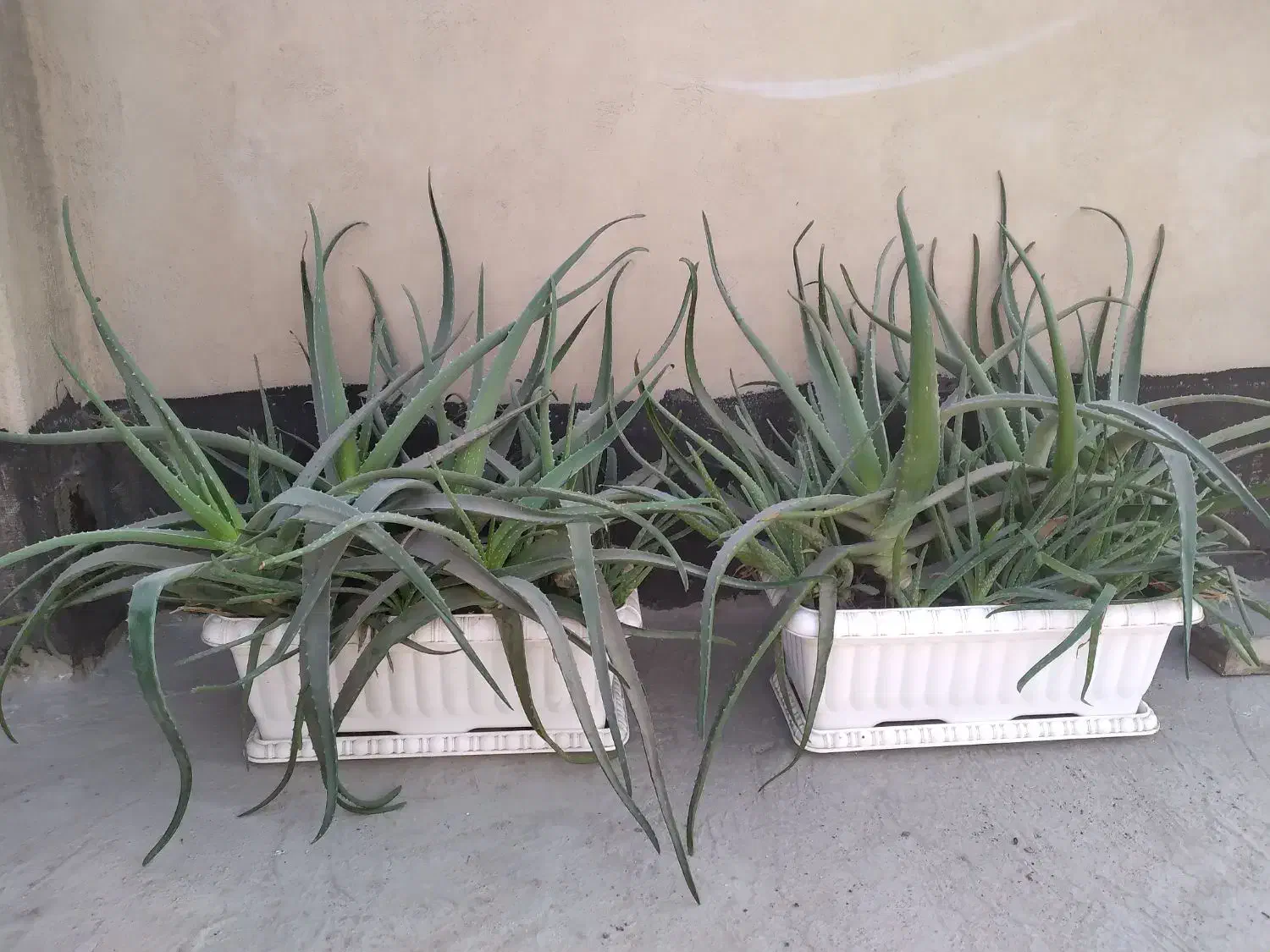 گل آلوورا|گل و گیاه طبیعی|تهران, ارامنه|دیوار