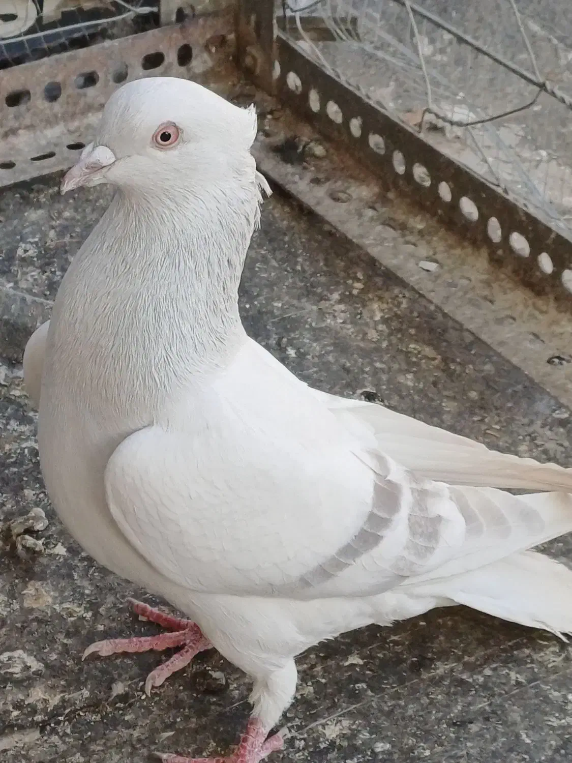 کبوتر رنگه مقبول و چند تا صید پرشی|پرنده|مشهد, دانشجو|دیوار