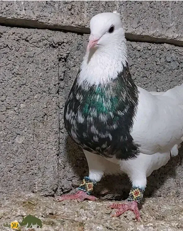 کود کبوتر|لوازم جانبی حیوانات|سبزوار, امیریه|دیوار
