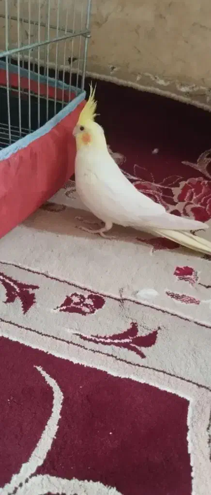 عروس هلندی|پرنده|باقرشهر, |دیوار